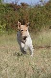 FOX TERRIER 086